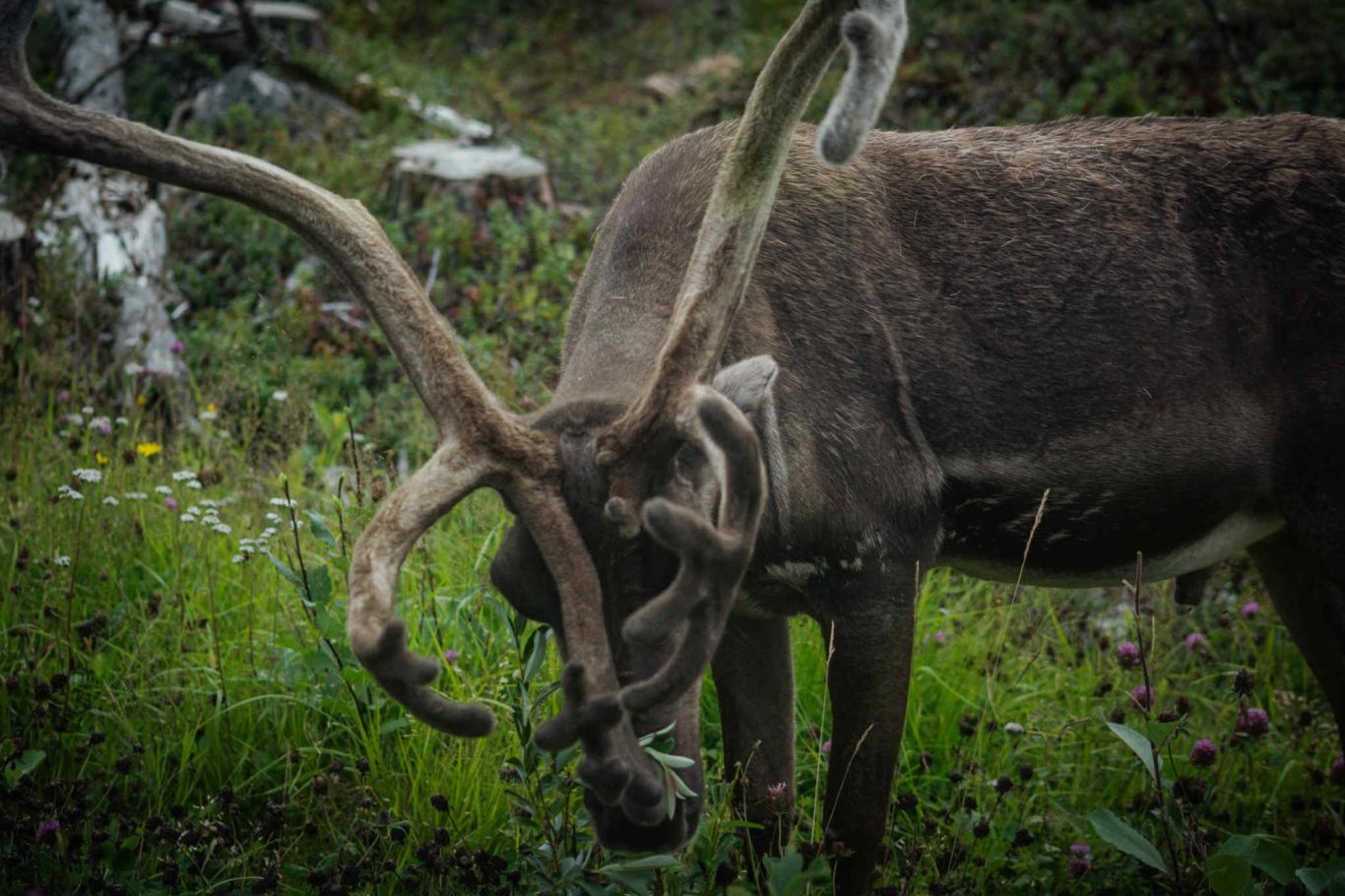Slagnäsforsen, Lappland